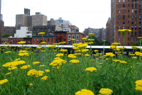 High Line NYC