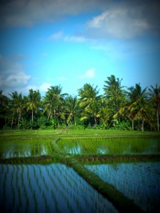 Ubud2