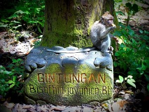 Ubud3