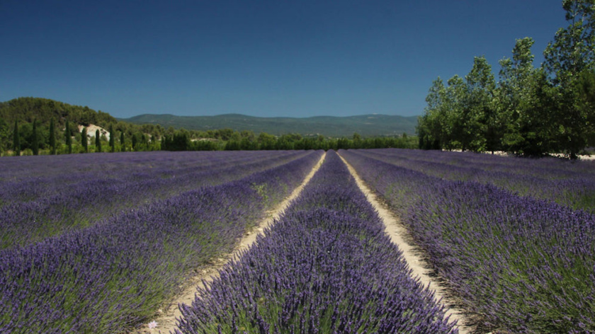 To visit Provence is to take a deep breath - here are seven ways to enjoy life in the south of France.