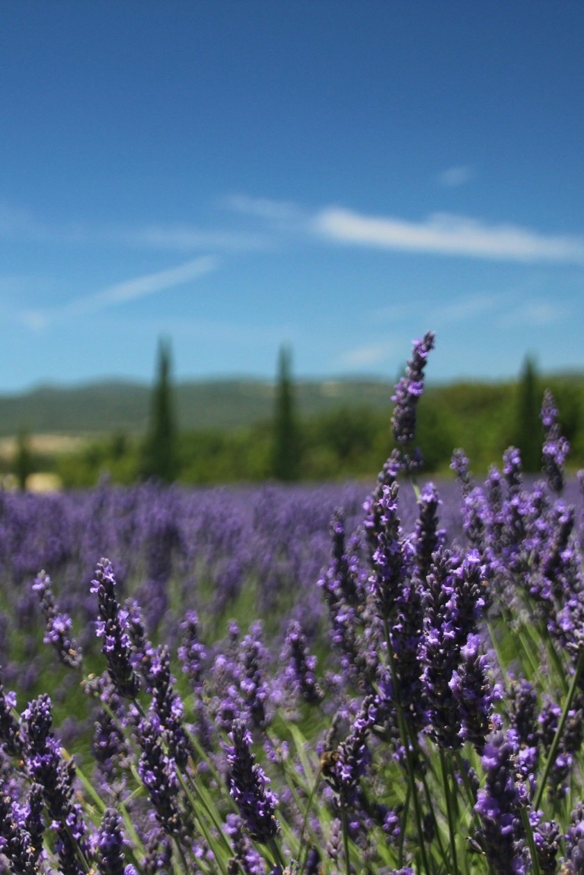 To visit Provence is to take a deep breath - here are seven ways to enjoy life in the south of France.