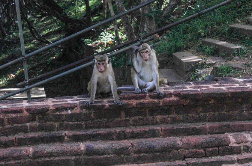 15 Things to do, eat & see in Sri Lanka