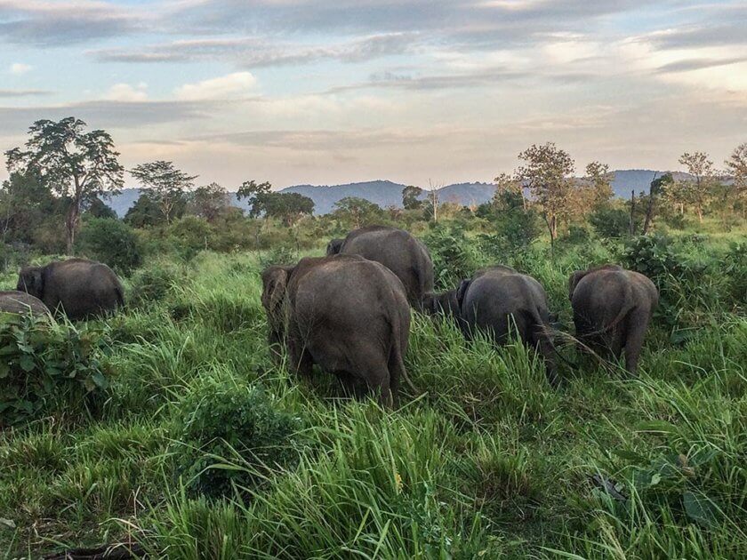 15 Things to do, eat & see in Sri Lanka