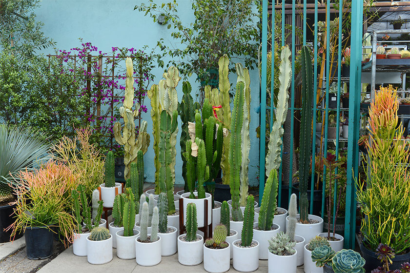 In photos: Dream away to California