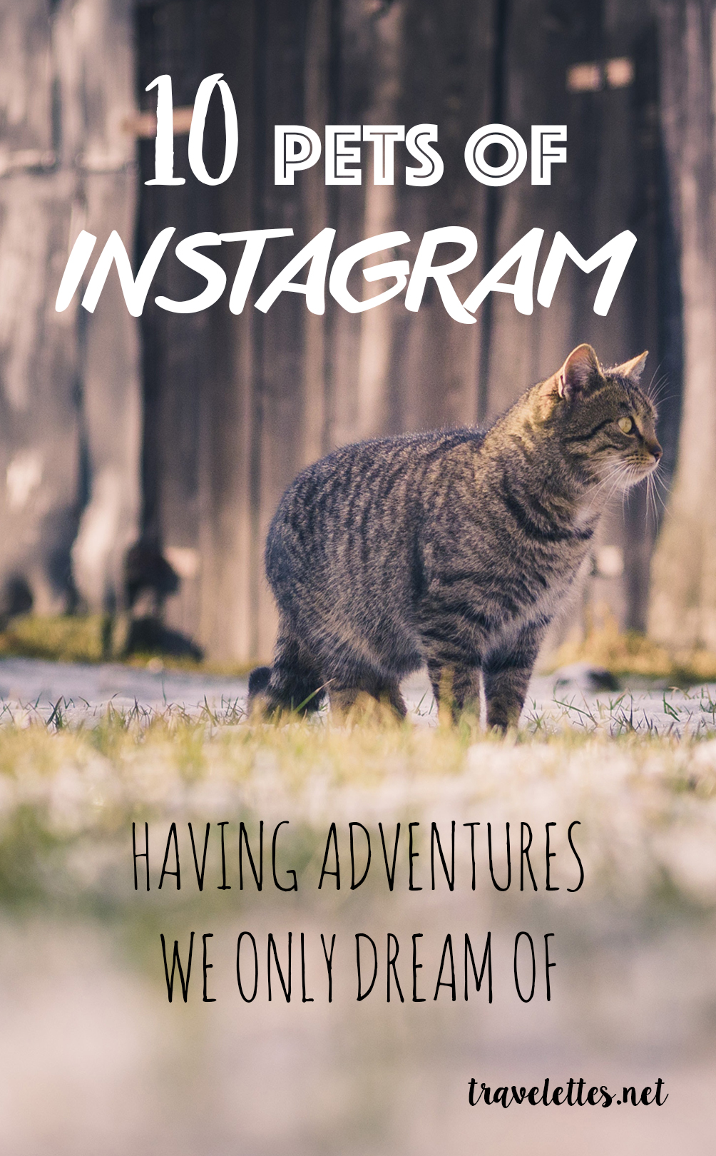 10 Pets of Instagram having Adventures we only Dream of…