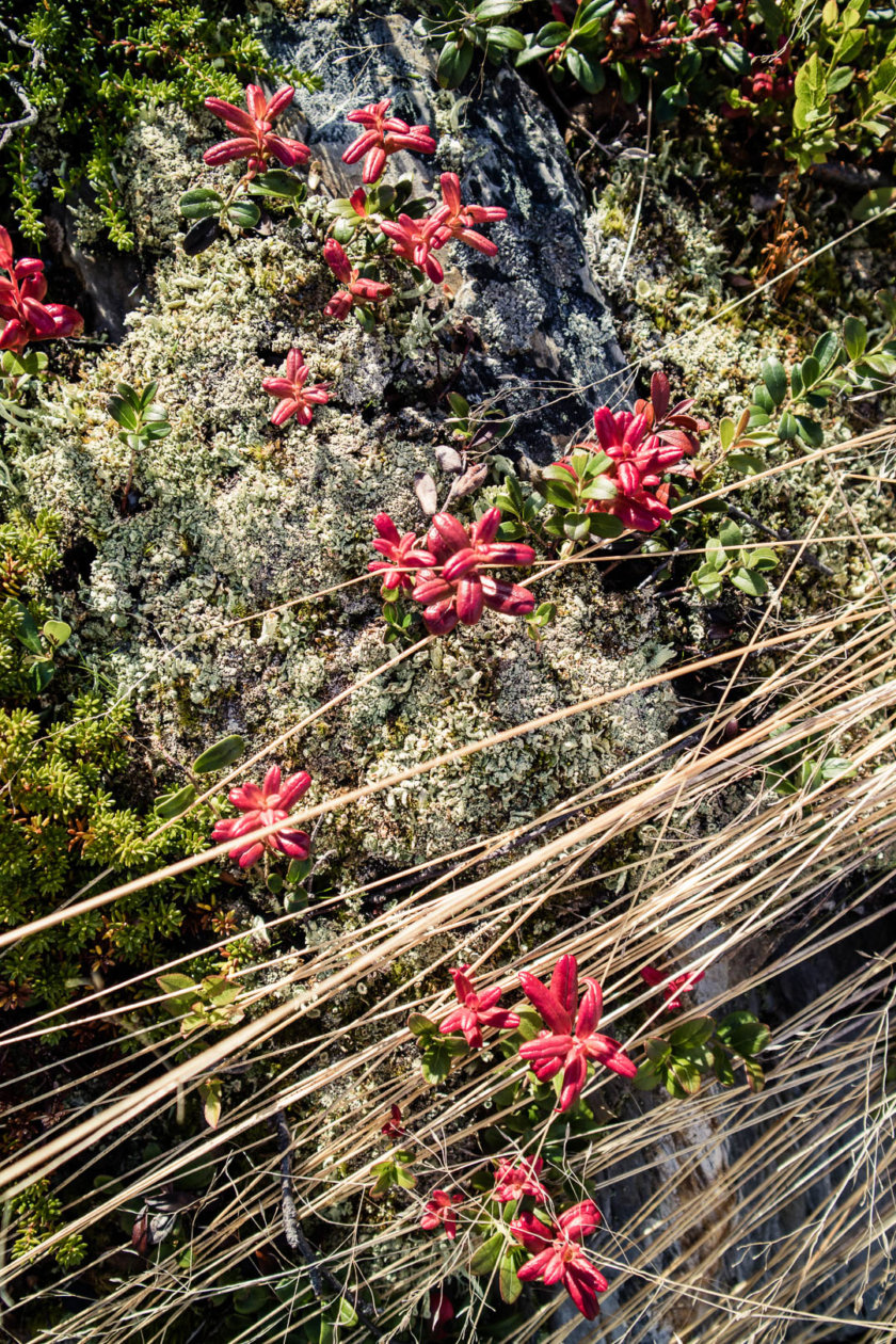 What happens when 16 women hike together through the Swedish wilderness? They become "Women on the Trail" and challenge what we considers as an "adventurer"!