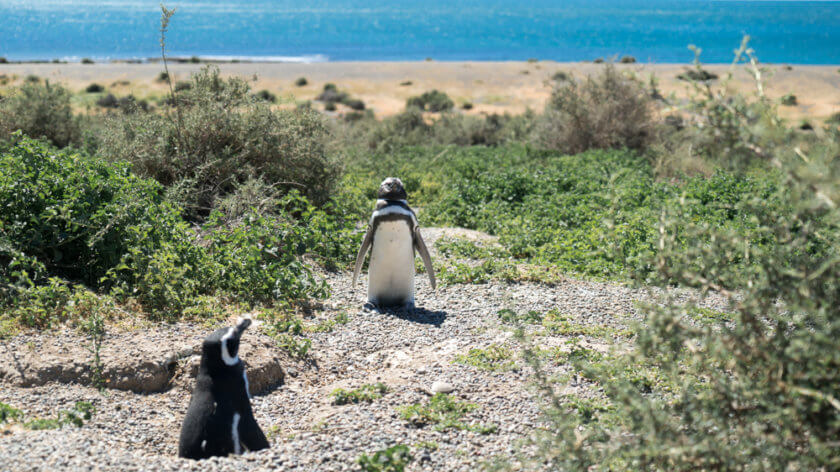 Wondrous wildlife in Puerto Madryn