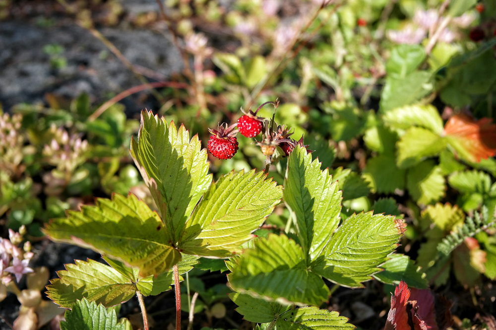 Wild Strawberries in Sweden