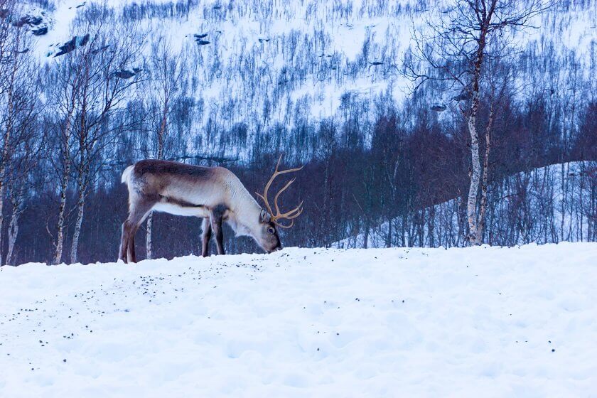 Winters are dark & cold up north, but these 10 experiences - from dog sledding to northern lights spotting - will make Sweden in winter an unforgettable holiday!