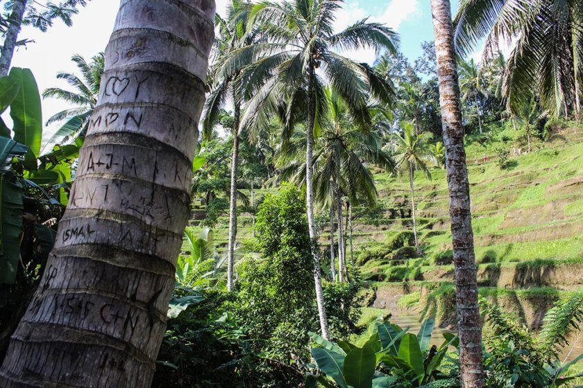 A beginner’s Guide to Ubud, Bali