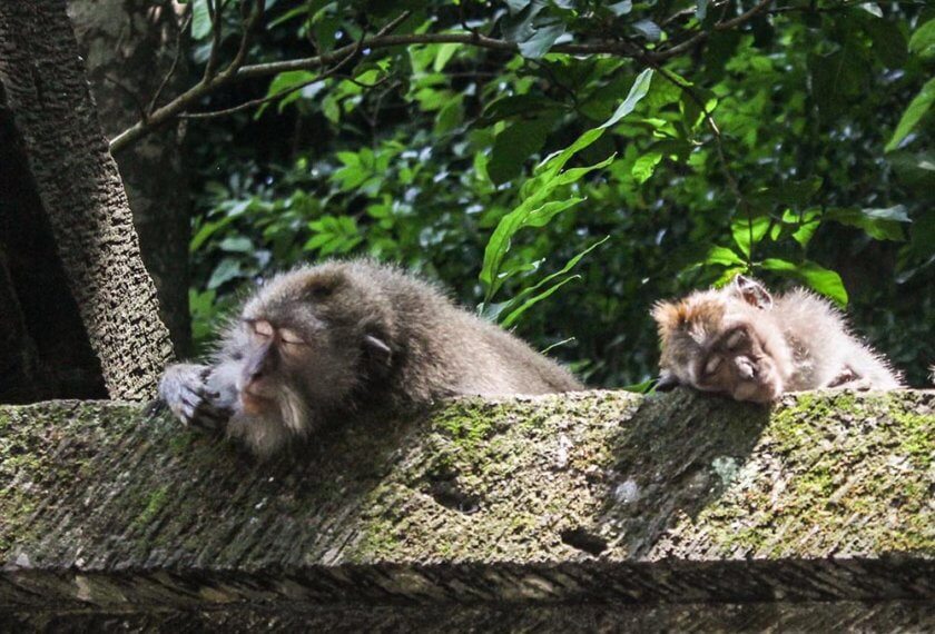 A beginner’s Guide to Ubud, Bali