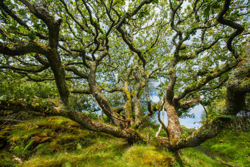 Enchanted forest on the Isle of Ulva in Scotland.