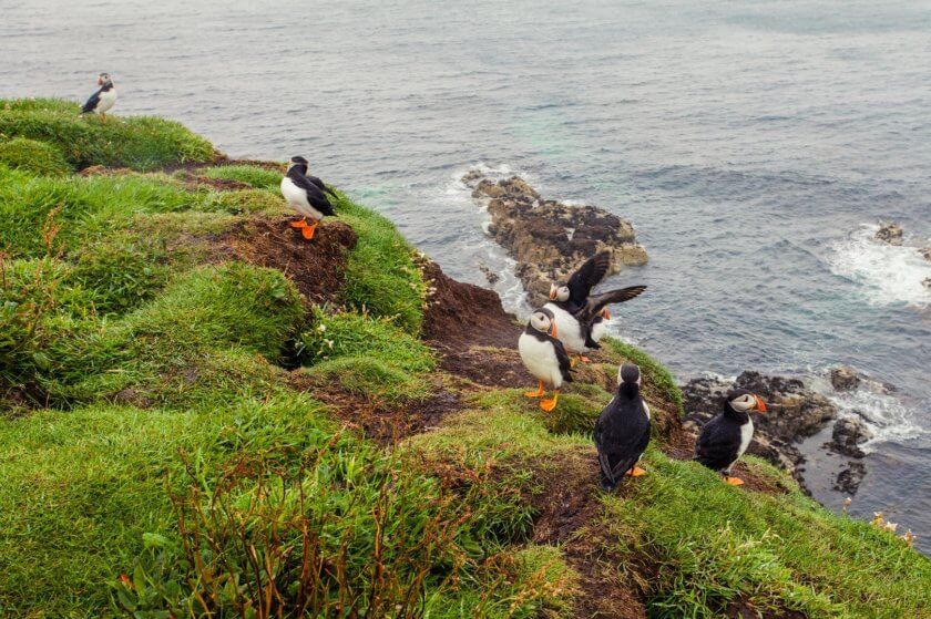 Puffins on the cliffs of the Isle of Lunga in Scotland.