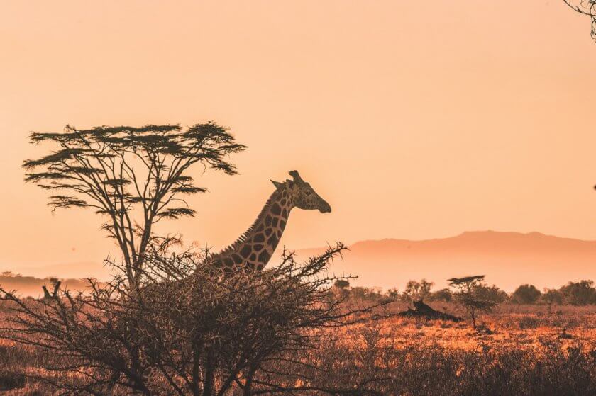 Travel with Nashipae: Meet the inspiring woman who quit her job and moved to Kenya