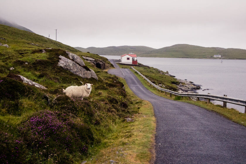 A sheep by the road on Vatersay.