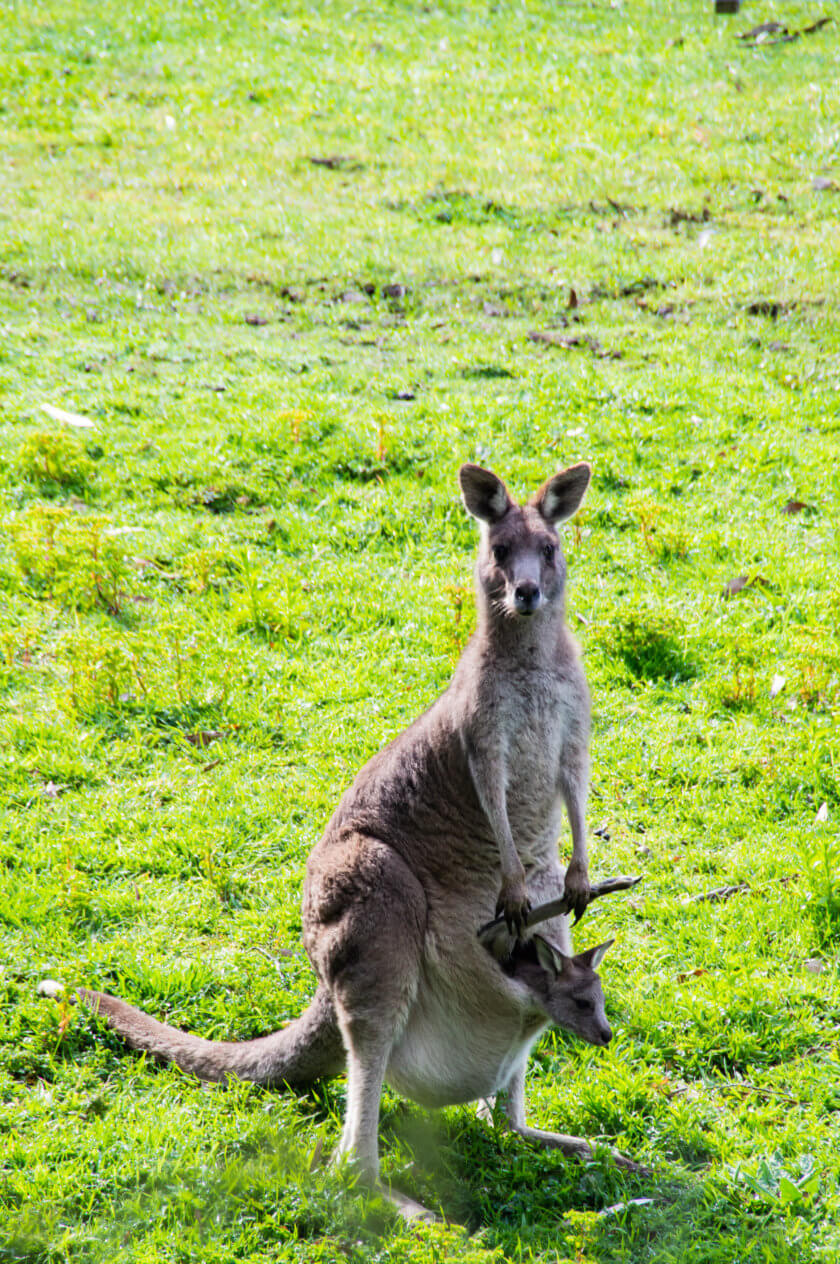 10 Observations from a Brit in Australia