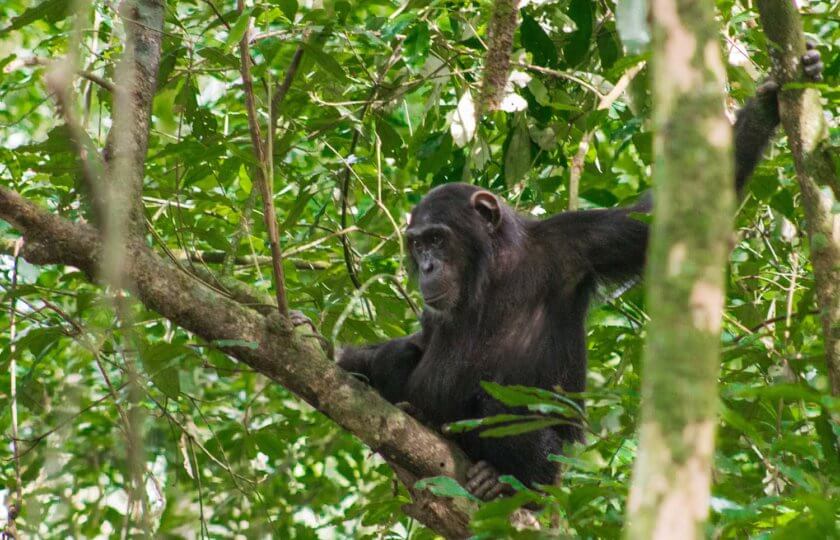 Roadtrip through Uganda: Finding Gorillas, Chimps & Lions