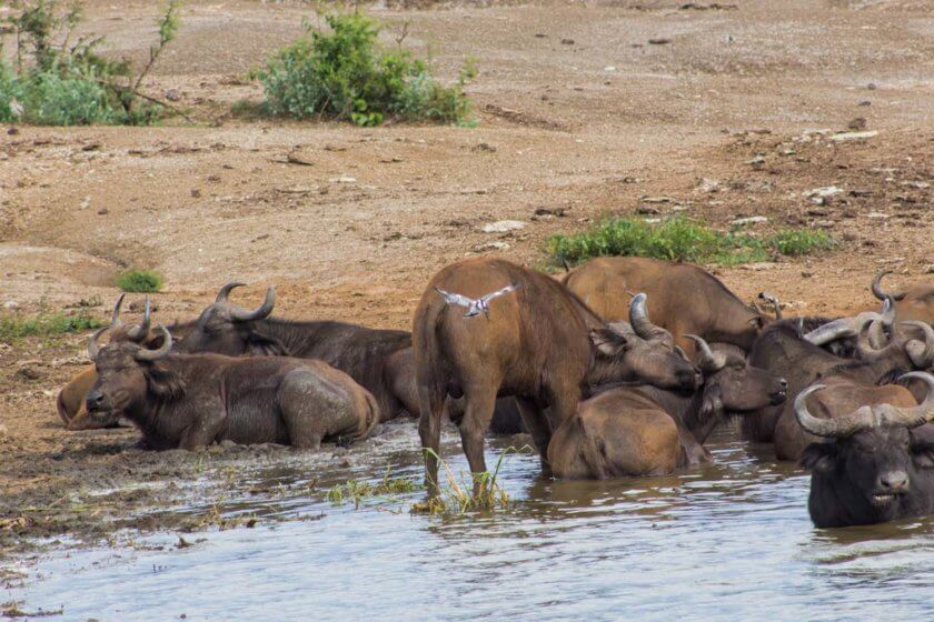 Roadtrip through Uganda: Finding Gorillas, Chimps & Lions