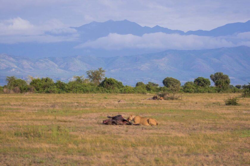 Roadtrip through Uganda: Finding Gorillas, Chimps & Lions