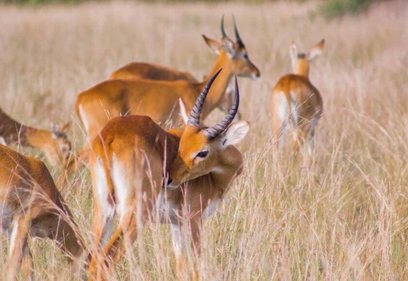Roadtrip through Uganda: Finding Gorillas, Chimps & Lions