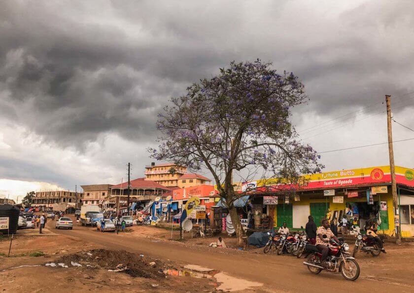 Roadtrip through Uganda: Finding Gorillas, Chimps & Lions