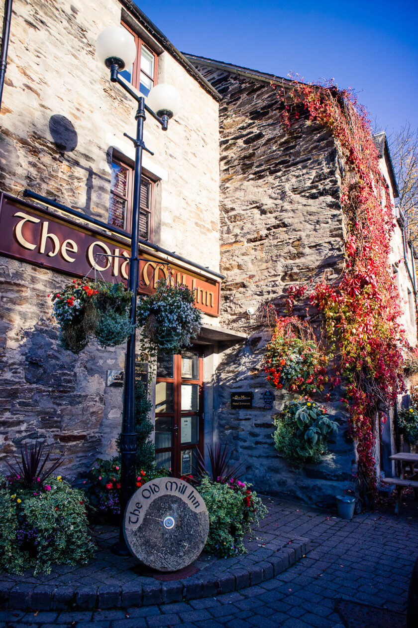 Red ivy vines in Pitlochry.