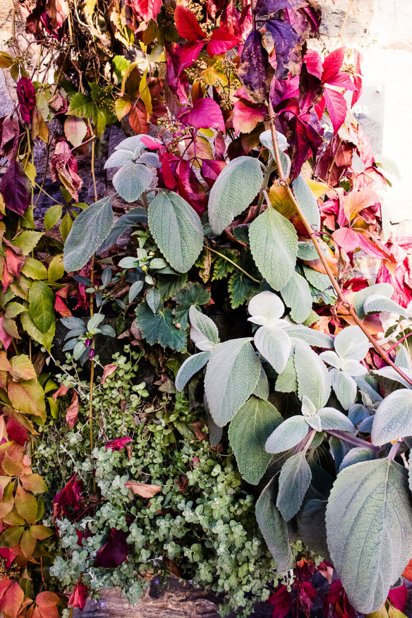 Red ivy vines in Pitlochry.