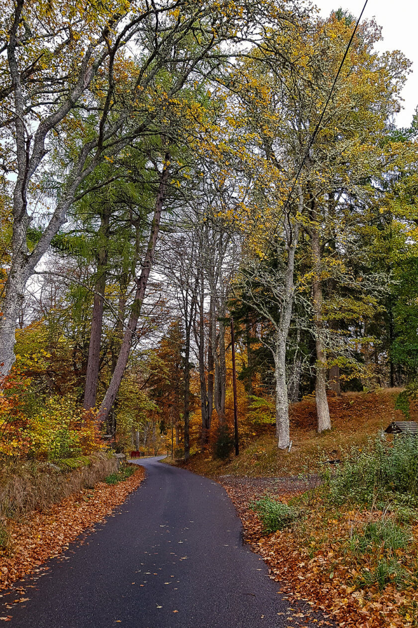 Fall colors on a road in the Cairngorms National Park