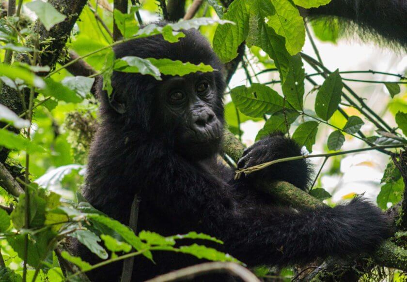 Roadtrip through Uganda: Finding Gorillas, Chimps & Lions