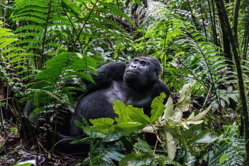 Roadtrip through Uganda: Finding Gorillas, Chimps & Lions