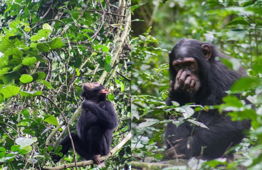 Roadtrip through Uganda: Finding Gorillas, Chimps & Lions