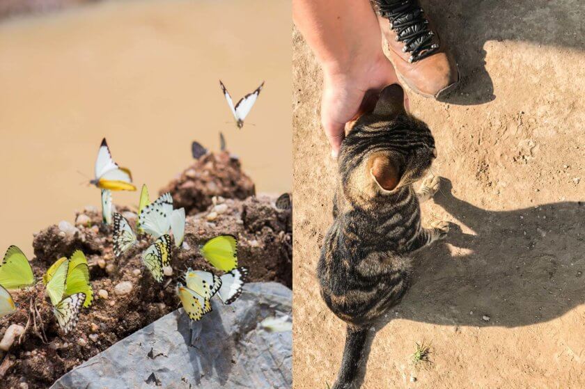 Roadtrip through Uganda: Finding Gorillas, Chimps & Lions
