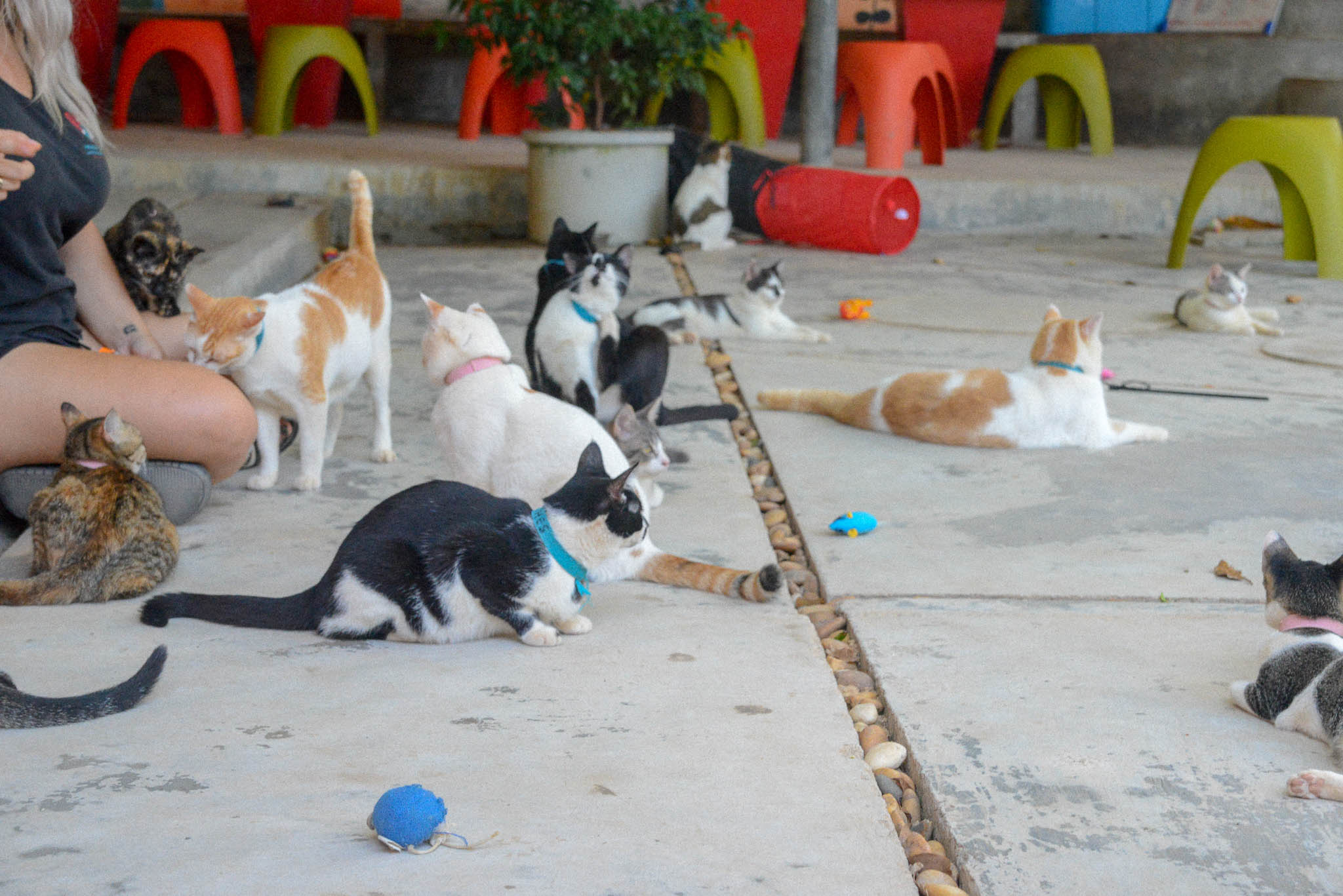 Visit a Totally Paw-some Charity in Thailand: Lanta Animal Welfare