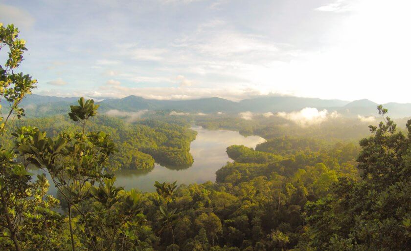 3 Ways You Can Help Stop Rainforest Deforestation