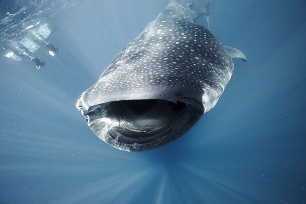 Surviving the whaleshark