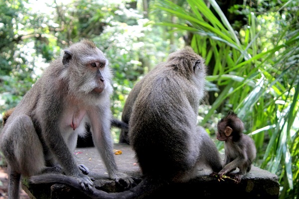 Resultado de imagen para sacred monkey forest sanctuary