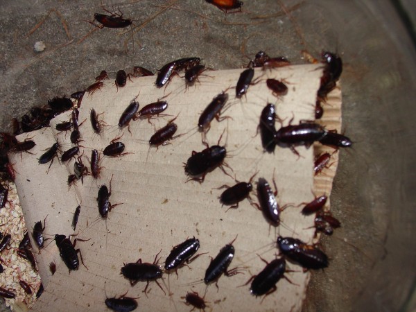 mass-of-oriental-cockroaches_2592x1944