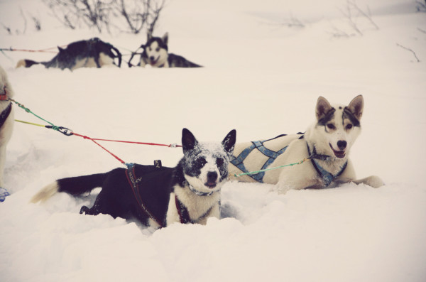 Snowy dogs