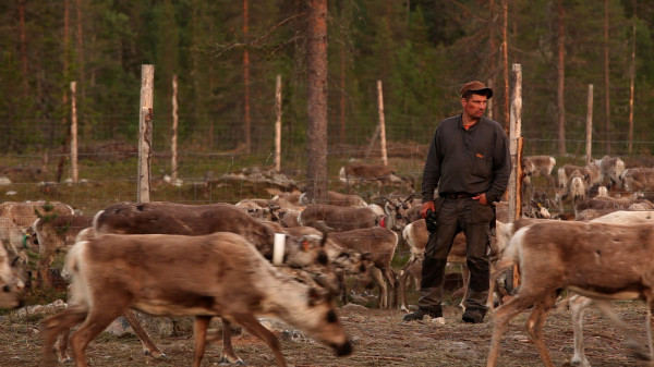 aatsinki arctic cowboys reindeer herding finland