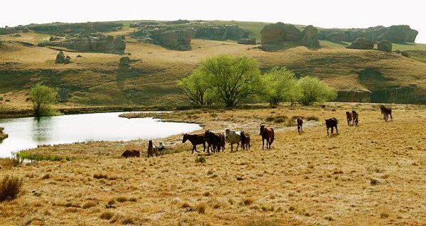Sehlabathebe horses