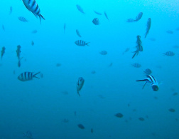 A Travelette finds Nemo â€“ Underwater love in Thailand