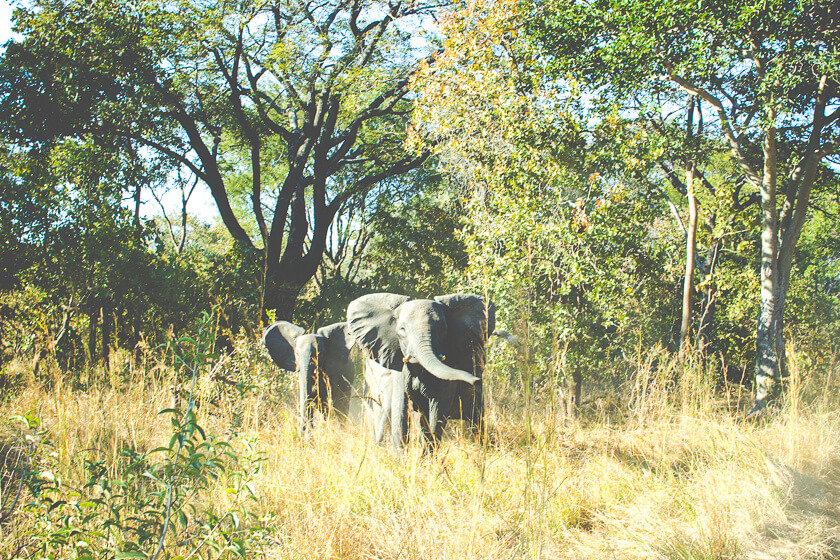 Budget Safari - Kafue National Park - Kathi Kamleitner - Elephants