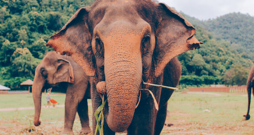 Travelettes Chiang Mai_Elephants