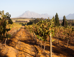 The Travelettes Guide to a weekend in Stellenbosch, South Africa
