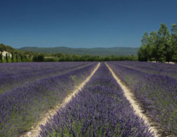 7 Ways to Enjoy Life in Provence, France