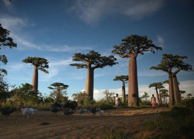 The Life-Changing Magic of Madagascar