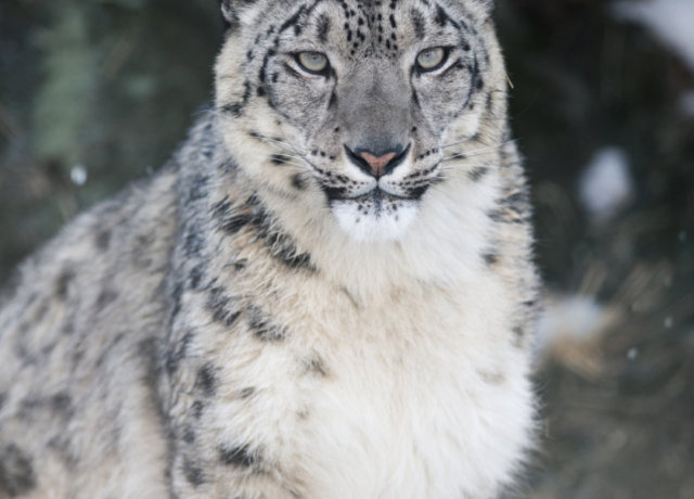 On a Himalayan Adventure: The Story Of the Snow Leopard