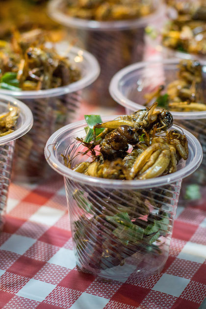 Grasshoppers Insects Food Eating Future Critters
