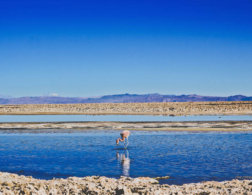 8 Breathtaking Sites Not to Miss in the Atacama Desert!