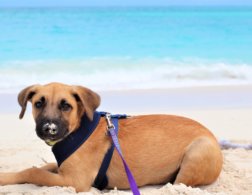 Paradise and puppies on the Turks and Caicos Islands